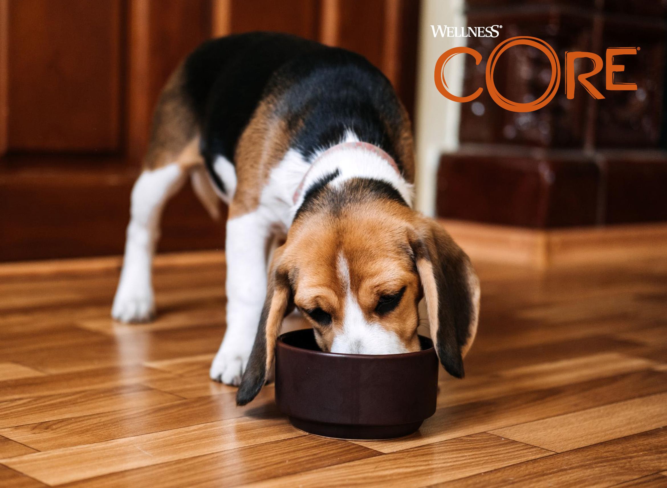 Nowa Marka – Ekskluzywne Żywienie dla Twojego Pupila